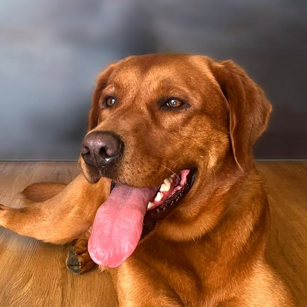 Balou, Security and Wellness Officer at TAMPONCOLOR